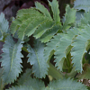 Melianthus major - abriachan Nurseries, The Garden On Loch Ness